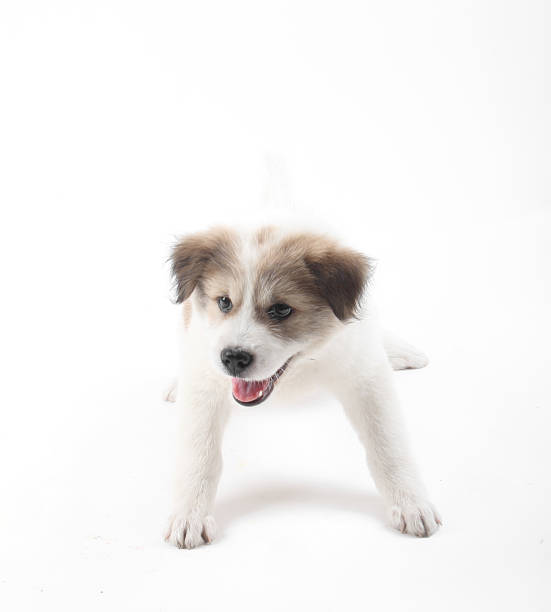 istock Thai Bang Kaew Puppy isolated on white 526327205