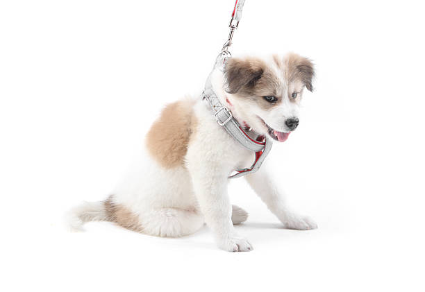 istock Thai Bang Kaew Puppy isolated on white 526327243
