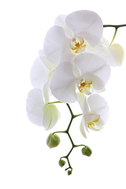 delicada orquídea branca - orchid simplicity single flower flower - fotografias e filmes do acervo