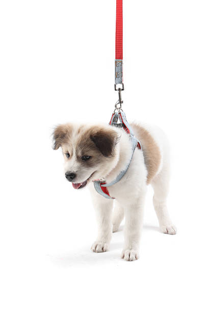 istock Thai Bang Kaew Puppy isolated on white 526327405