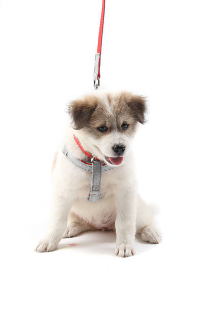 istock Thai Bang Kaew Puppy isolated on white 526327545