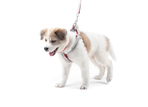 istock Thai Bang Kaew Puppy isolated on white 526327833