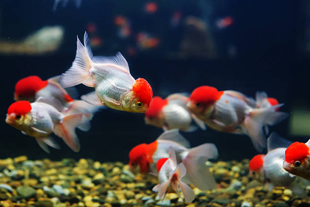 istock goldfish sucks a rocks in the aquarium 526350213