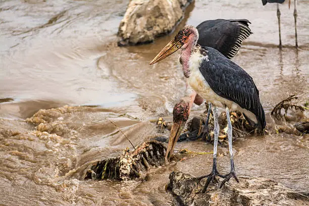 Photo of Marabou storks  on carcass at the Mara River, Kenya