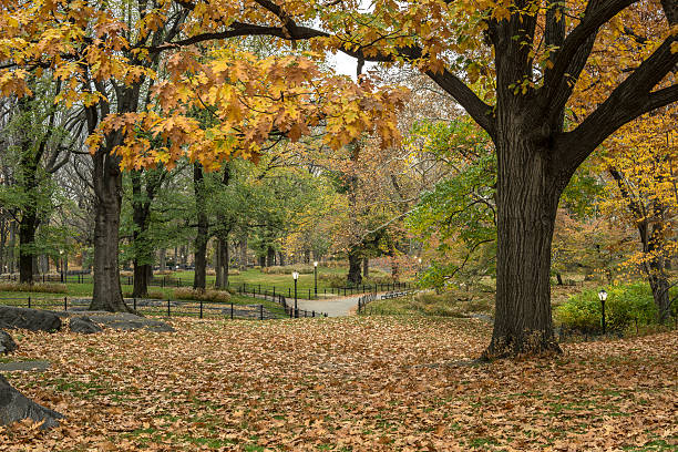 istock Central Park, New York City 526351027