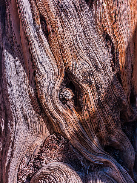 istock Bryce Canyon National Park (Utah, United States). The Bryce Amphiteater 526351649