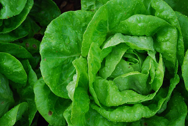 alface cabeça de manteiga - bibb lettuce imagens e fotografias de stock