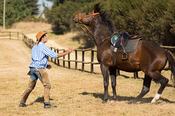 breeder tenter de rassurer son cheval - tame photos et images de collection