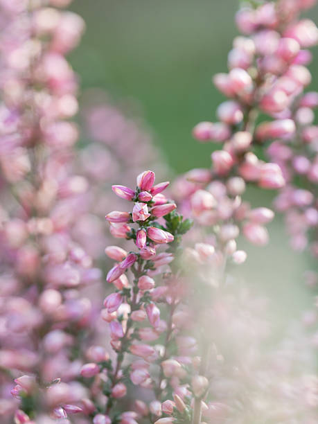 istock Pretty pink Calluna vulgaris 526353513