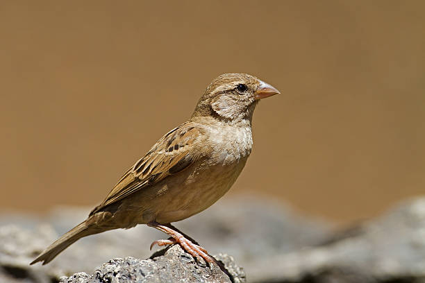 Female House Sparrow stock photo