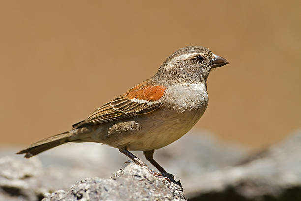 Female Cape Sparrow stock photo