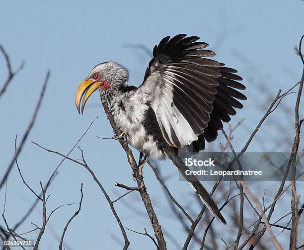 Yellowbilled Hornbill Stock Photo - Download Image Now - Animal Wildlife, Beauty In Nature, Bird
