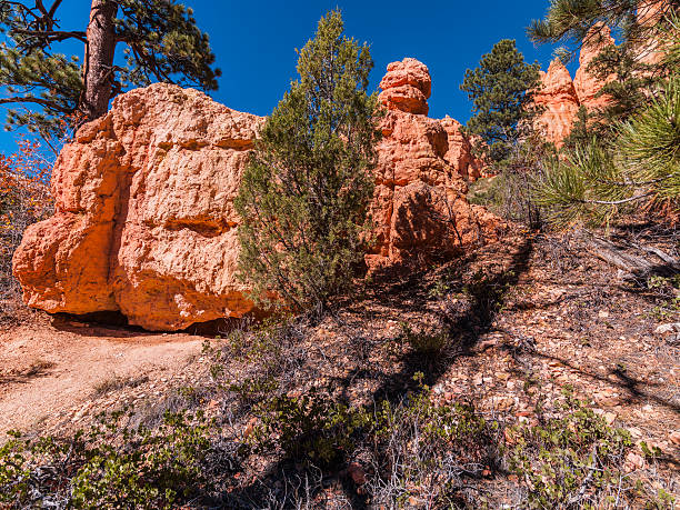 USA, State of Utah. Garfield County. Bryce Amphiteater. Bryce Canyon National Park is a collection of natural amphitheaters along the eastern side of the Paunsaugunt Plateau. Its rim varies from 8,000 to 9,000 feet. The Bryce Amphitheater is 12 miles long, 3 miles wide and 800 feet deep. The Paiute Indians believed that the hoodoos (pinnacles) were people whom the gods turned to stone. The area was named after Ebenezer Bryce, who was sent here by the Church of Jesus Christ of Latter-day Saints. He settled in this area in 1874. He pastured his cattle here, and said that these amphitheaters were a \