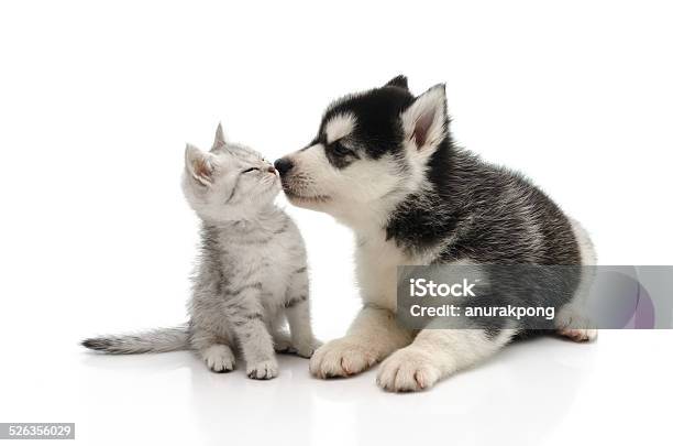 Carino Cucciolo Baciare Micio - Fotografie stock e altre immagini di Gatto domestico - Gatto domestico, Cane, Felino selvatico