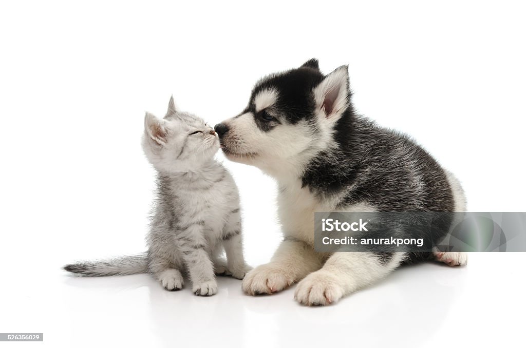 Cute puppy kissing kitten Cute puppy kissing kitten on white background isolated Domestic Cat Stock Photo