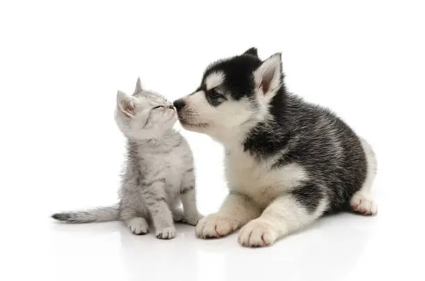 Cute puppy kissing kitten on white background isolated
