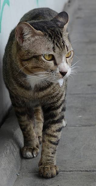 istock Cat foaming at the mouth 526356187