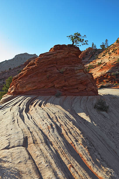Zion National Park, Utah, USA: detail of fossilized sand dunes of the Navajo Sandstone show the large-scale Cross Bedding typical of this type of formation - Zion-Mt. Carmel Highway - photo by M.Torres