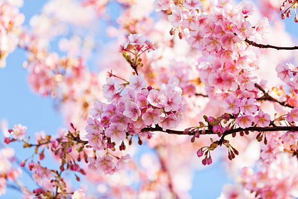 pink cherry blossoms - vibrant color horizontal japan branch стоковые фото и изображения