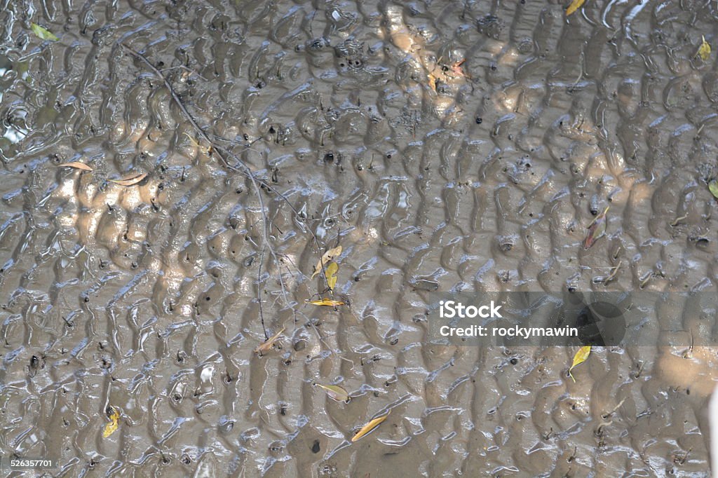 Mangrove forest Surface of mangroves. Backgrounds Stock Photo