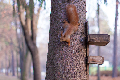 squirrel on tree near feeding trough