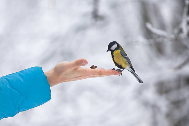 Yellow tit bird sits on the hand curiously looking stock photo
