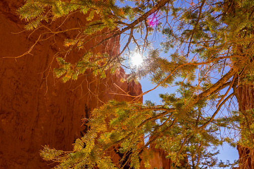 USA, State of Utah. Garfield County. Bryce Amphiteater. Bryce Canyon National Park is a collection of natural amphitheaters along the eastern side of the Paunsaugunt Plateau. Its rim varies from 8,000 to 9,000 feet. The Bryce Amphitheater is 12 miles long, 3 miles wide and 800 feet deep. The Paiute Indians believed that the hoodoos (pinnacles) were people whom the gods turned to stone. The area was named after Ebenezer Bryce, who was sent here by the Church of Jesus Christ of Latter-day Saints. He settled in this area in 1874. He pastured his cattle here, and said that these amphitheaters were a 