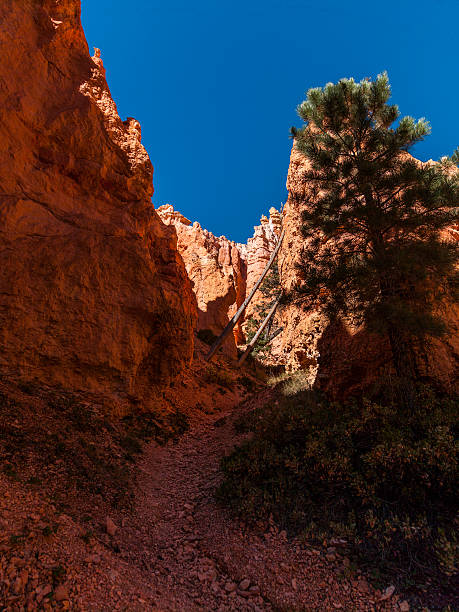istock Bryce Canyon National Park (Utah, United States). The Bryce Amphiteater 526370583