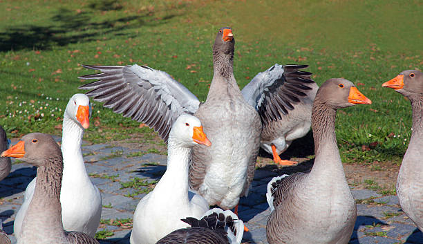 weihnachtsgänse.2 - martinsgans fotografías e imágenes de stock