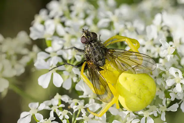 The Yellow Crab Spider (Misumena vatia) with catched fly