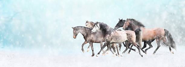 istock Running horses herd,  in snow, winter banner for website 526373549