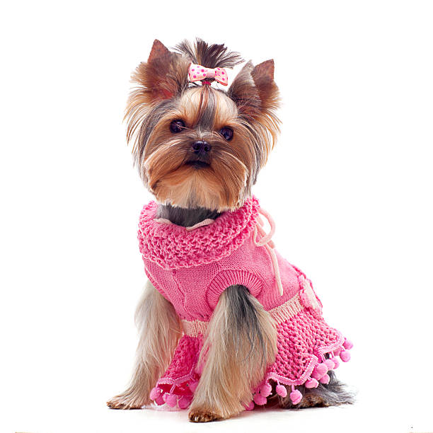 istock Cute yorkshire terrier in pink dress 526373583