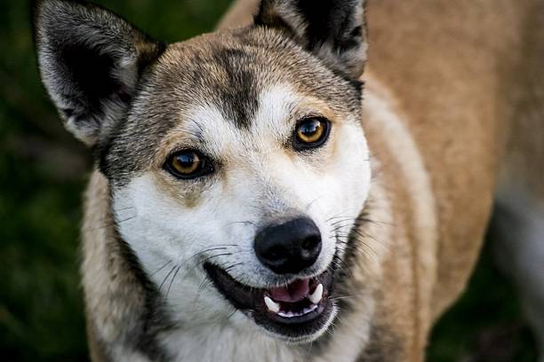 istock Beautiful dog with beautiful eyes 526373847