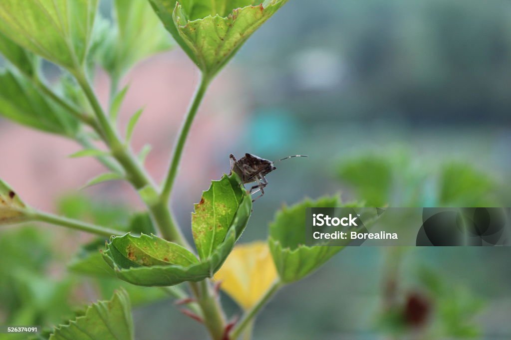 Insect on leaf Bedbug on autumn leaf Autumn Stock Photo