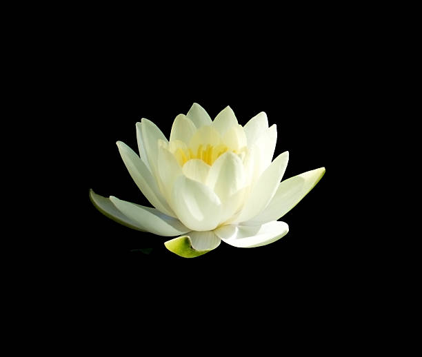istock Waterlily Lotus white flower 526375215