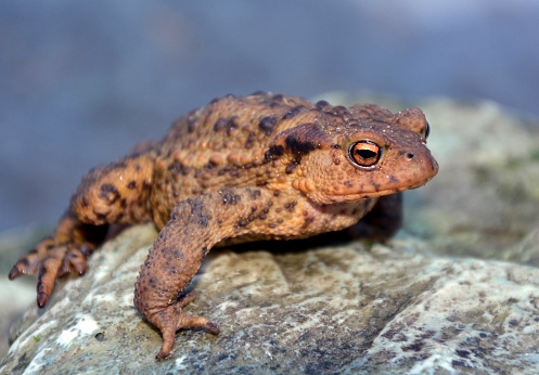 Green Frog is sitting on a stone