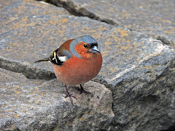 little pinzón vulgar eleva sobre losas de piedra - chirrup fotografías e imágenes de stock