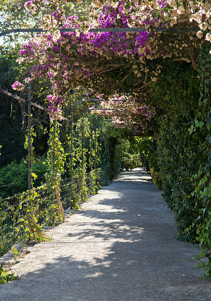 istock Bougainvillea portal 526387755