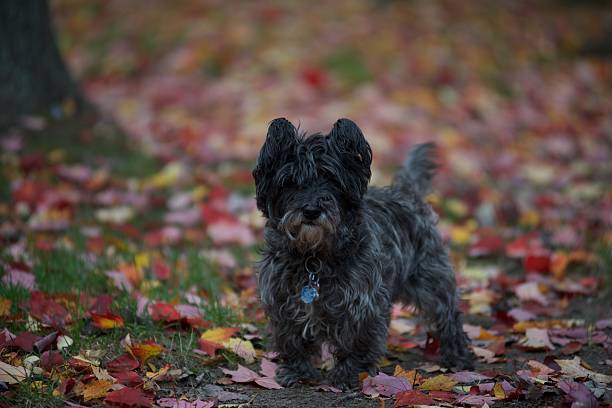 istock Dog standing in leaves looking full-front 526388009