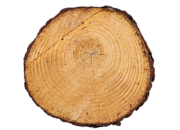 istock tree rings close up isolated on white background 526388015