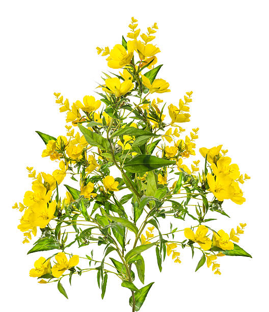 istock bunch of yellow flowers, isolated on white background 526388189