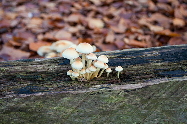 sulphur em capitonê cogumelos - hypholoma fasciculare - fotografias e filmes do acervo