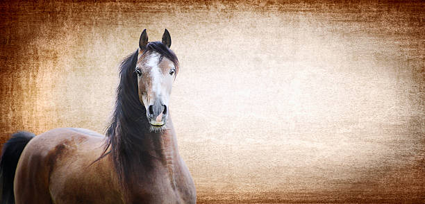 istock Brown horse on background with texture, banner for website 526390061