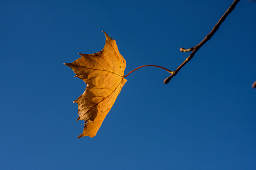 single leaf on blue sky background