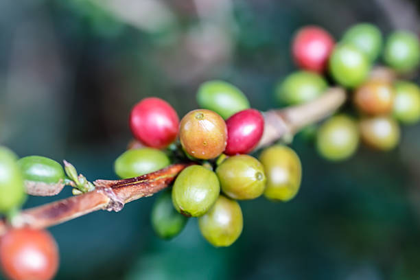istock coffee raw beans in plant from Nicaragua 526390475