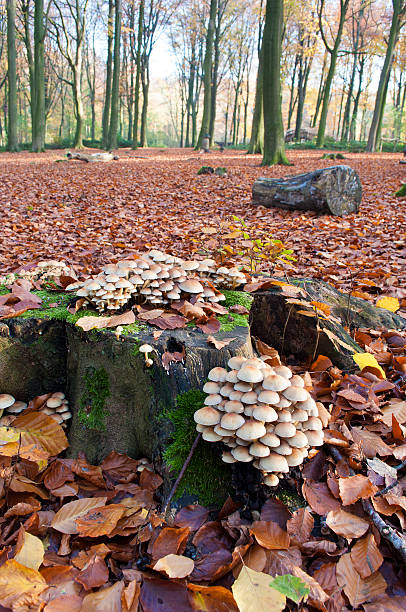 sulphur em capitonê cogumelos crescendo no tronco de uma árvore no outono - hypholoma fasciculare - fotografias e filmes do acervo