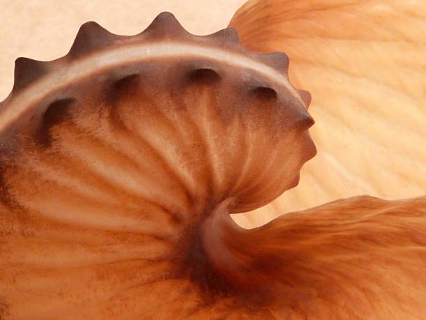 istock Nautilus Shell Abstract Spiral Natural Pattern Background Sea Ocean Life 526391867