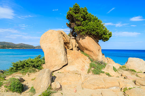 istock Green pine tree growing on a rock, Sardinia island, Italy 526392837