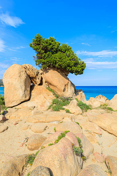istock Green pine tree growing on a rock, Sardinia island, Italy 526392841