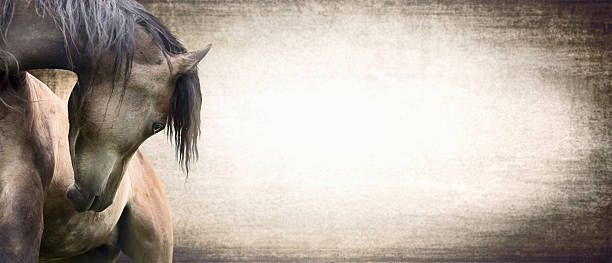horse with beautifully curved neck on texture background, banner
